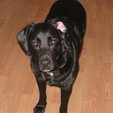 Labrador retriever Lady