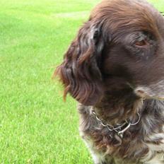 Kleiner münsterländer Tassi