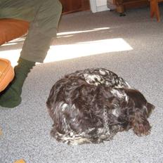 Kleiner münsterländer Tassi