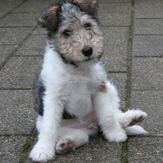 Ruhåret foxterrier "Tippe"