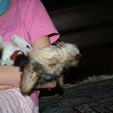 Ruhåret foxterrier "Tippe"