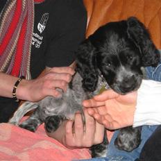 Grosser Münsterländer Bess