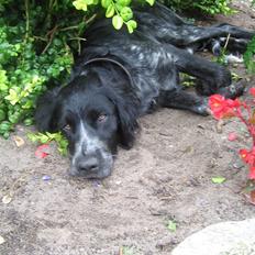 Grosser Münsterländer Bess