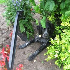 Grosser Münsterländer Bess