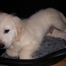 Golden retriever Thor