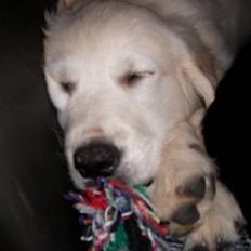 Golden retriever Thor