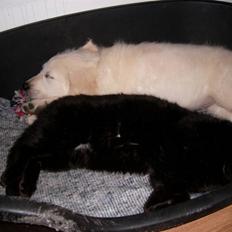 Golden retriever Thor