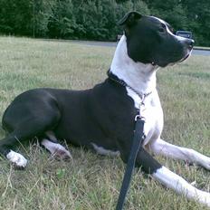 Blanding af racer Amstaff/AmBull Tyson