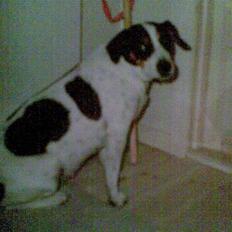 Dansk svensk gaardhund Daysi