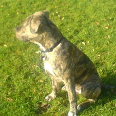 Blanding af racer cena R.I.P