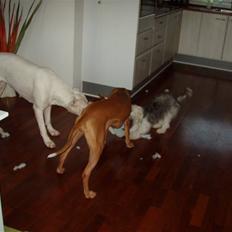 Chinese crested powder puff cola