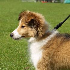 Shetland sheepdog Zako <333 mussen ;)