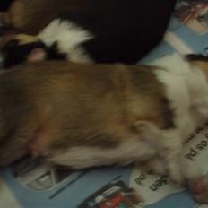 Shetland sheepdog Zako <333 mussen ;)