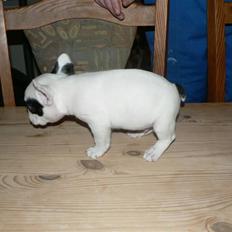Fransk bulldog Pelle