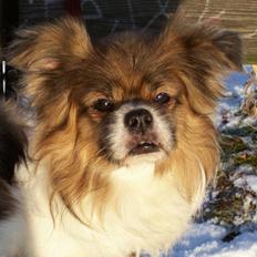 Tibetansk spaniel Nyima's Shan R*I*P