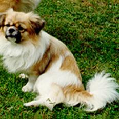 Tibetansk spaniel Nyima's Shan R*I*P