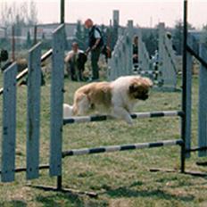 Tibetansk spaniel Nyima's Shan R*I*P