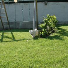 West highland white terrier Frække Frida