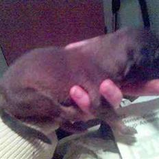 Blanding af racer Chivo