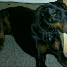 Dobermann Pretty *R.I.P*