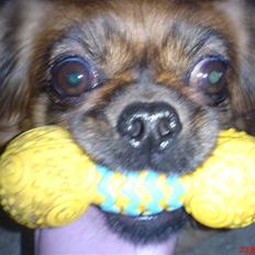 Tibetansk spaniel Bubi