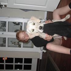 Golden retriever Gaia