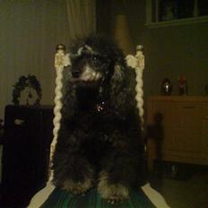 Pudelpointer vinnie