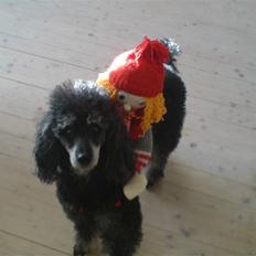 Pudelpointer vinnie