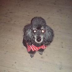 Pudelpointer vinnie