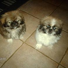 Pekingeser Sofus & Balto