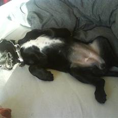 Blanding af racer Zita