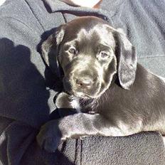 Blanding af racer Zita