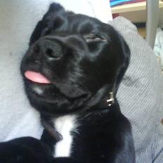 Blanding af racer Zita