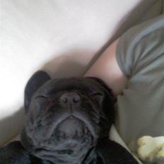 Fransk bulldog Rocko