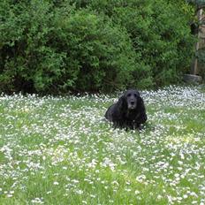 Cocker spaniel Rosie R.I.P 8-10-2008