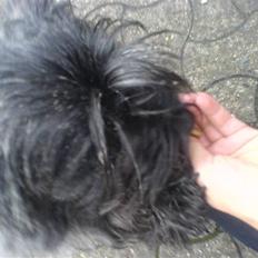 Blanding af racer Chili