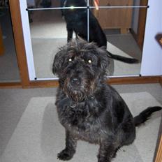 Blanding af racer Sisse R.I.P