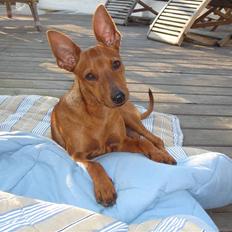 Dvaergpinscher Choko