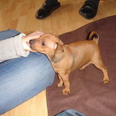 Dvaergpinscher Choko