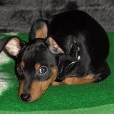 Dvaergpinscher Uno - DØD