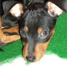 Dvaergpinscher Uno - DØD