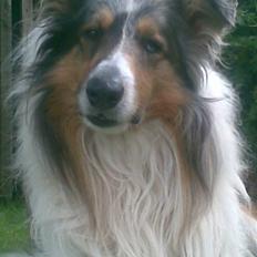 Collie langhåret Mikkie