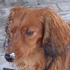 Dværggravhund Djengis Zilla
