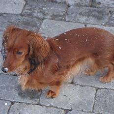 Dværggravhund Djengis Zilla