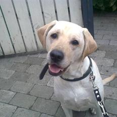 Labrador retriever Melanie