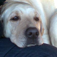 Labrador retriever Melanie