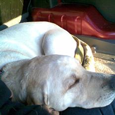 Labrador retriever Melanie