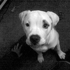 Amerikansk bulldog Rex