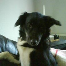 Blanding af racer Twist