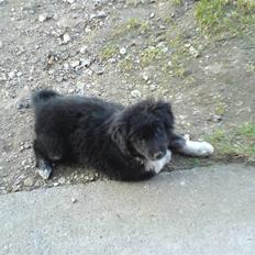 Blanding af racer Twist